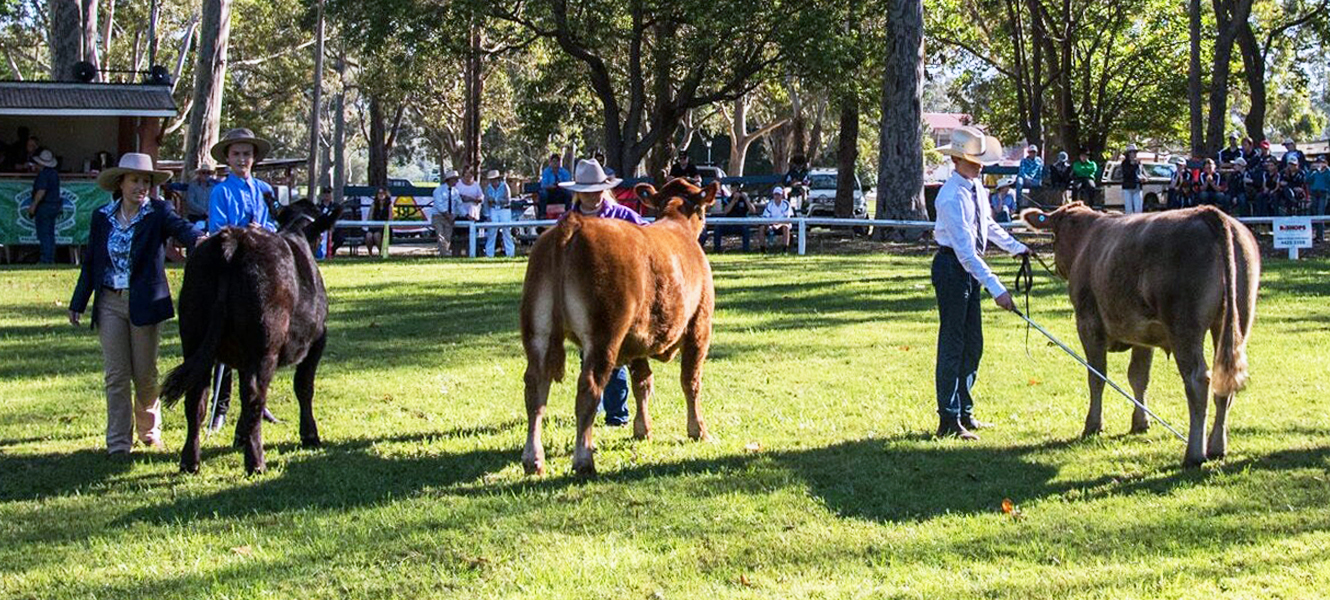 school_steer_spectacular_cattle_steer_judging